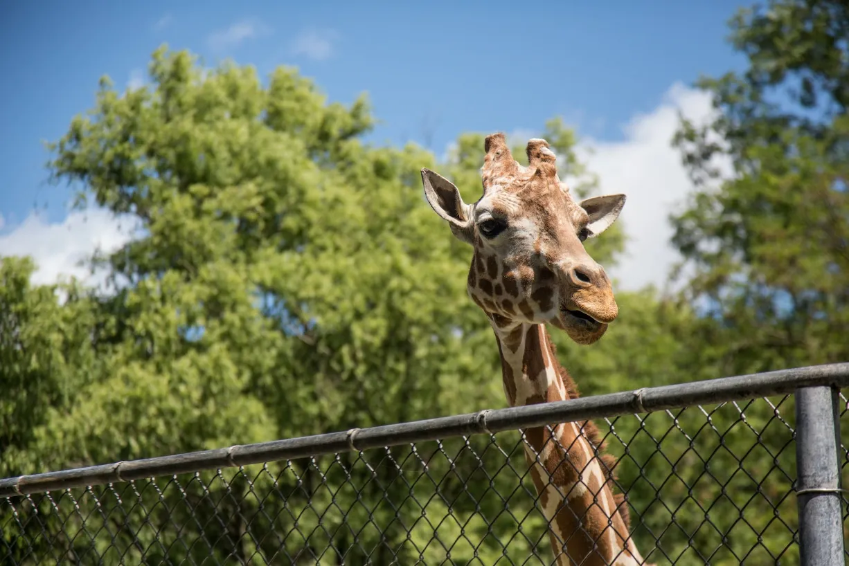 A friendly giraffe peeks over a fence, captivated by a tree. Discover the joy of Zoo Adventures for children!