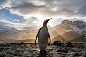 A penguin stands on a beach, framed by majestic mountains, symbolizing the polar regions as guardians of our planet.