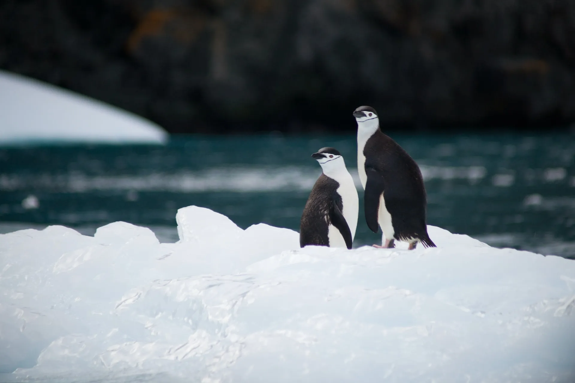 Two adorable penguins happily perched on icy terrain.