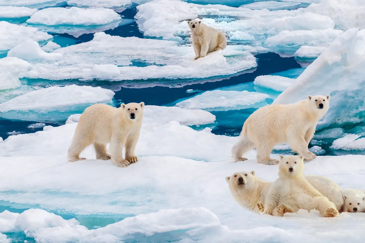 A gathering of polar bears gracefully resting on an ice floe in the frigid waters of the North Pole.