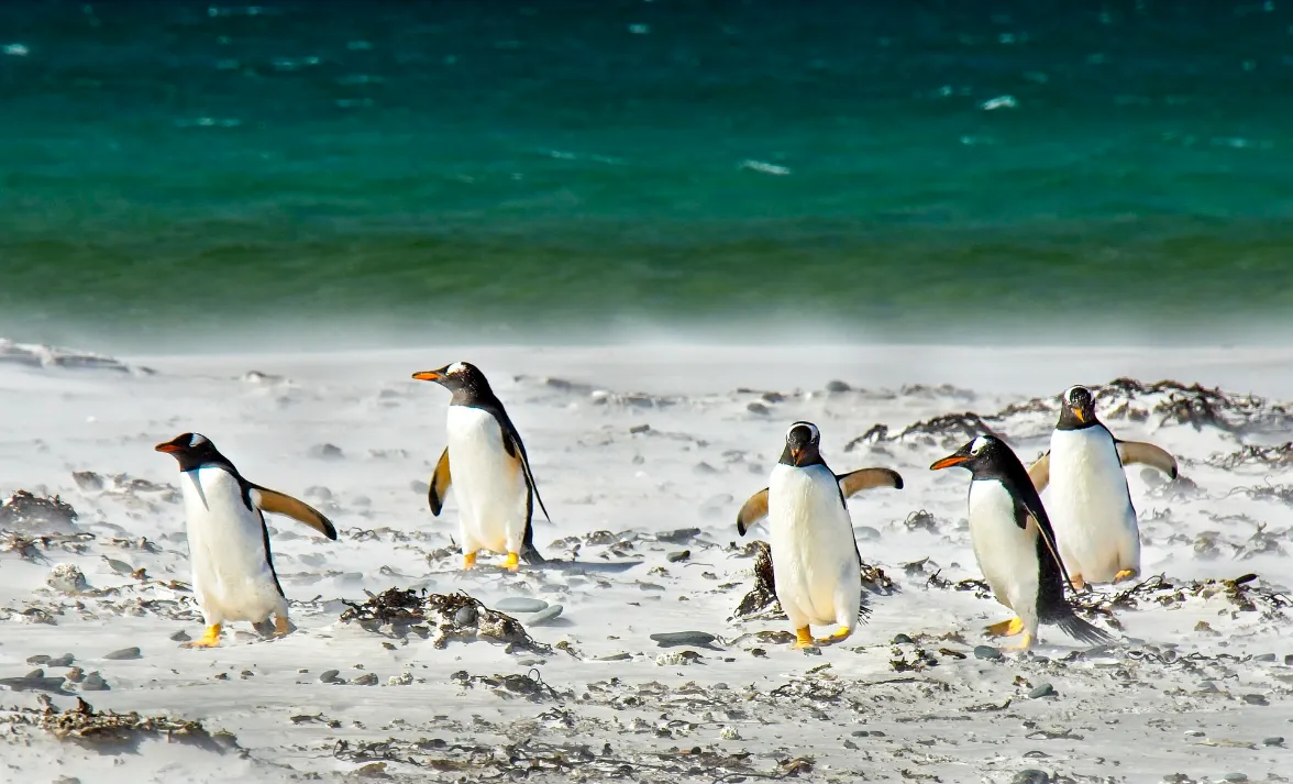 A flock of penguins strolling along a sandy beach at the South Pole