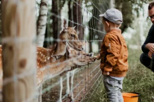 A man gently feeds a deer in a zoo, showcasing the educational experience of Zoo Adventures for Children.