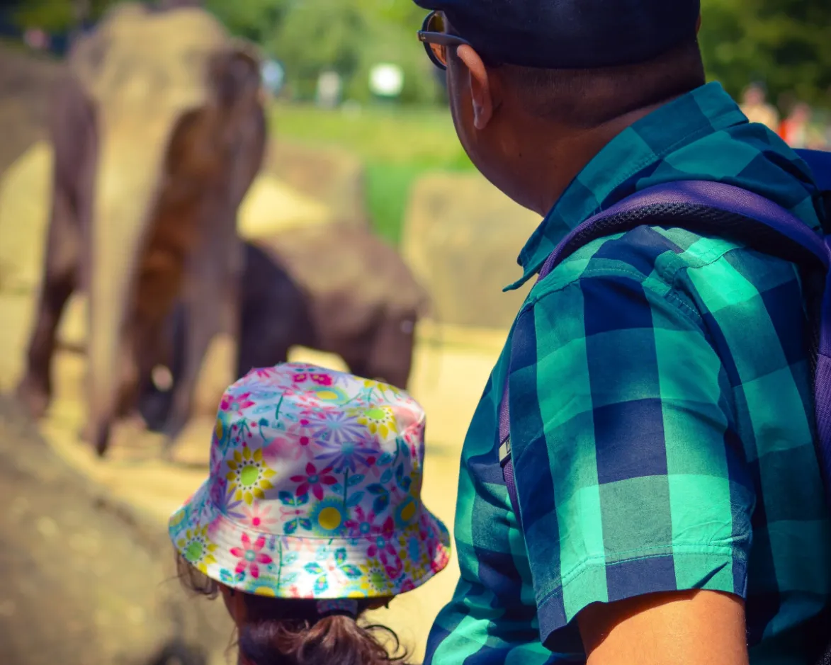A dad and his little one marvel at elephants in a zoo, surrounded by other beloved zoo animals kids adore.