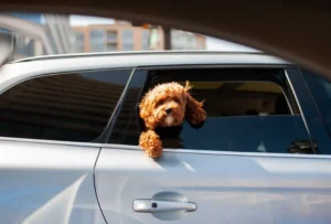 Dog sitting in car window.